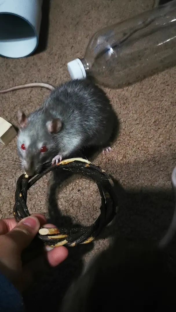 They are OBSESSED 🤣