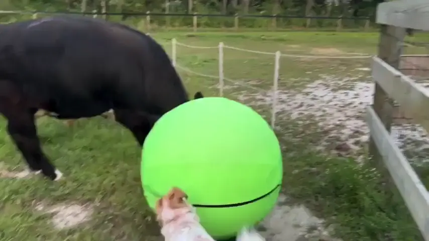 They both enjoy playing ball together