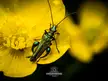 Thick-legged Flower Beetle [OC]