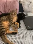 ThinkCats