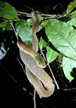 This adult Red-necked Keelback snake from N. Thailand was well over 5'.