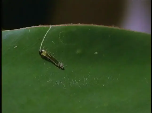 This caterpillar creating its own hut while feeding on a leaf!
