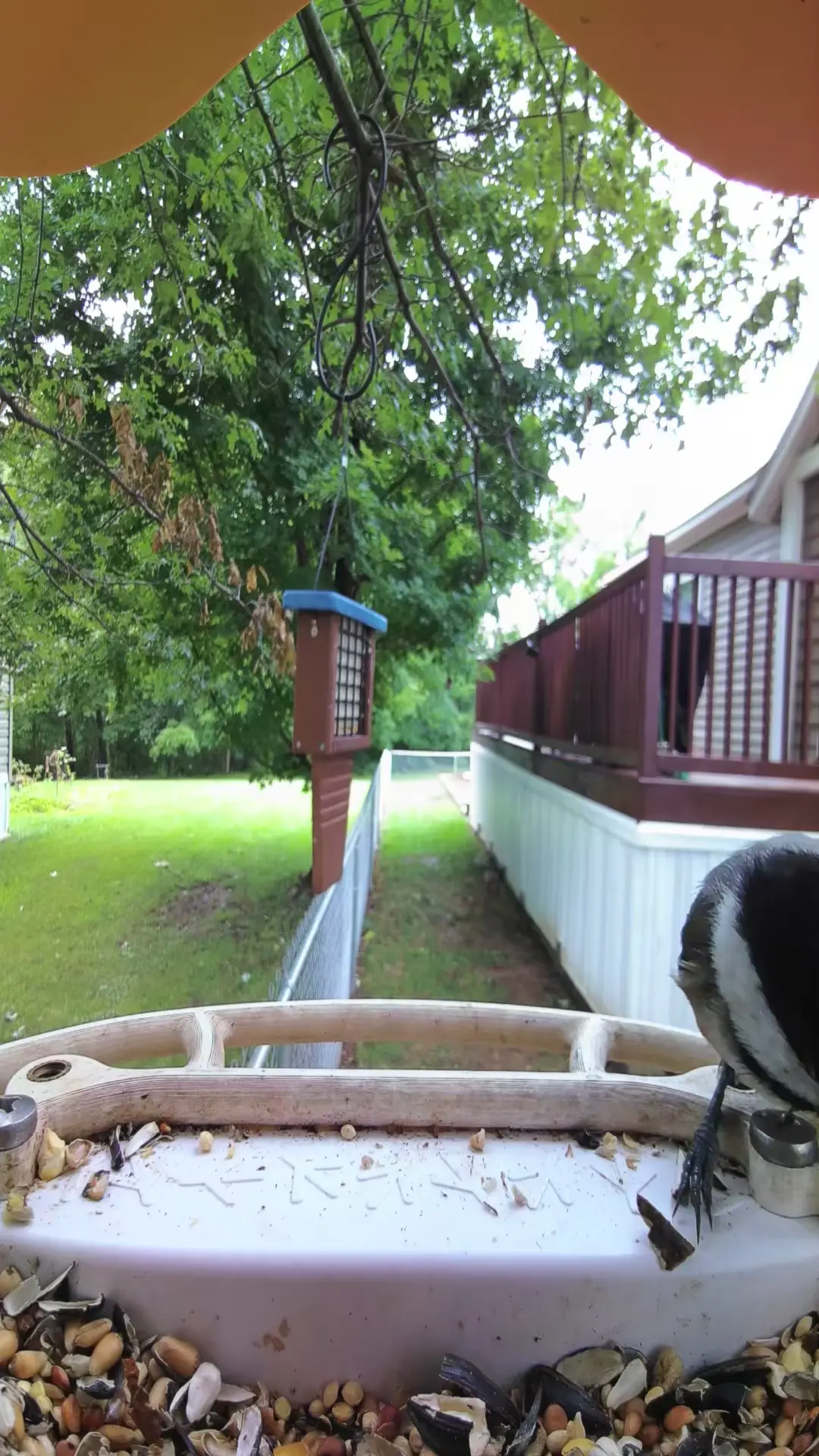 This chickadee is so cute! They usually don’t stay this long. Watch whole video!