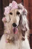 This Cute Afghan Hound 🐶 