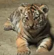 This Cute Baby Tiger 🐯 