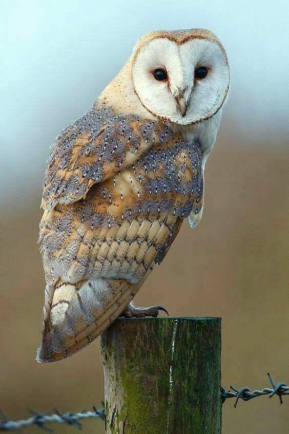 This Cute Barn Owl 🦉 