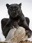 This Cute Black Panther 🖤