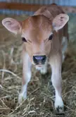 This Cute Calf 🐄