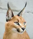 This Cute Caracal 🤎