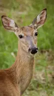 This Cute Deer 🦌 