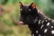 This Cute Eastern Quoll 🖤