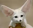 This Cute Fennec Fox 🦊 