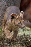 This Cute Fossa 🤎