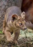 This Cute Fossa 🤎