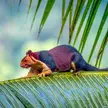 This Cute Indian Giant Squirrel 🐿