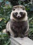 This Cute Japanese Raccoon Dog 🐶 