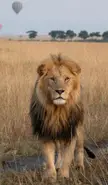 This Cute Lion 🦁 