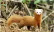 This Cute Malayan Weasel 🤎