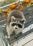 This Cute Raccoon 🦝