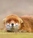 This Cute Red Fox 🦊 