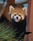 This Cute Red Panda 🐼 