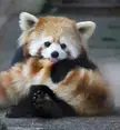 This Cute Red Panda 🐼 