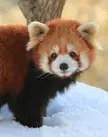 This Cute Red Panda 🐼 