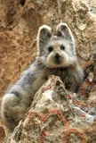 This Cute Rocky Mountain Pika 🩶