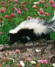 This Cute Skunk 🦨
