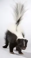 This Cute Skunk 🦨