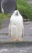 This Cute White Penguin 🐧 
