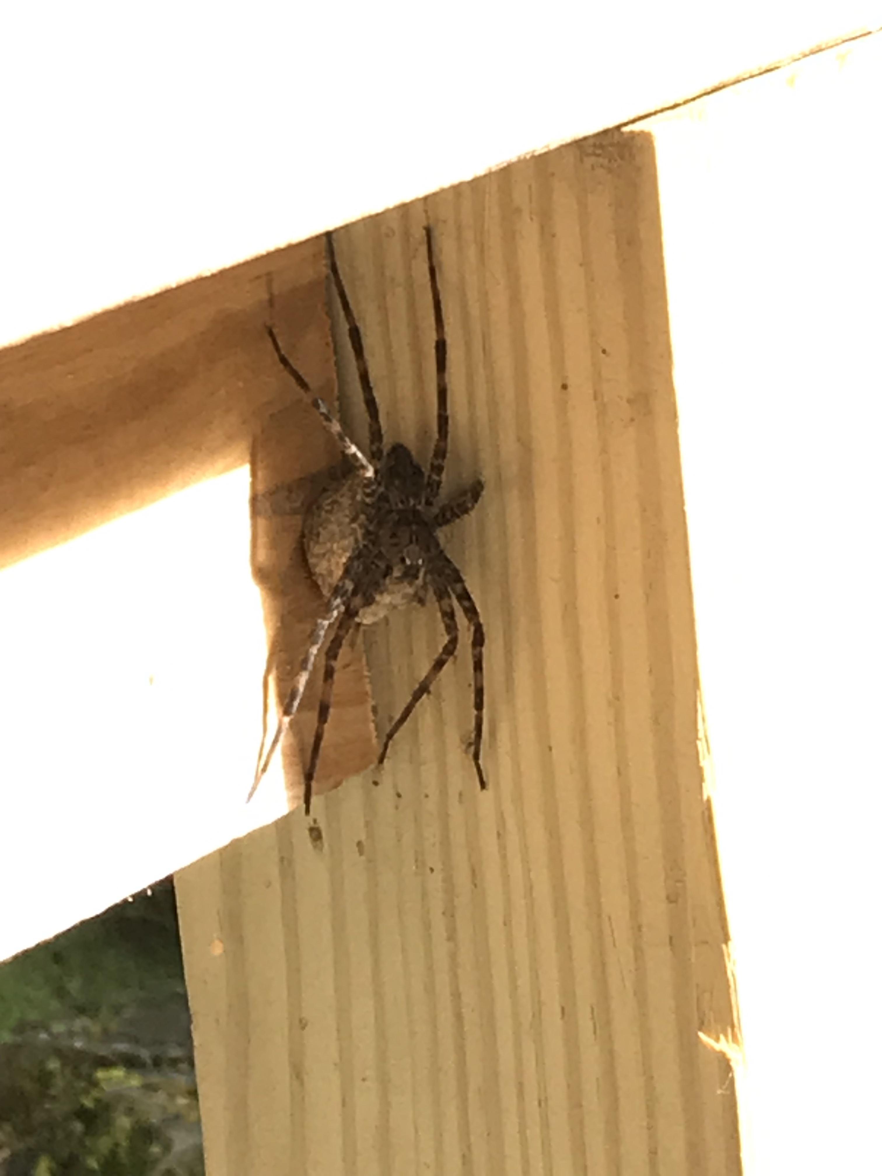 This gigantic pregnant spider on our front porch…