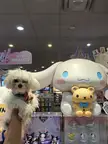 This is as close to Pearl as Cinnamoroll can get