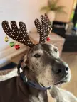 This is Rocky the black nosed Dane-deer