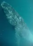 This is what what whales look like when they sleep