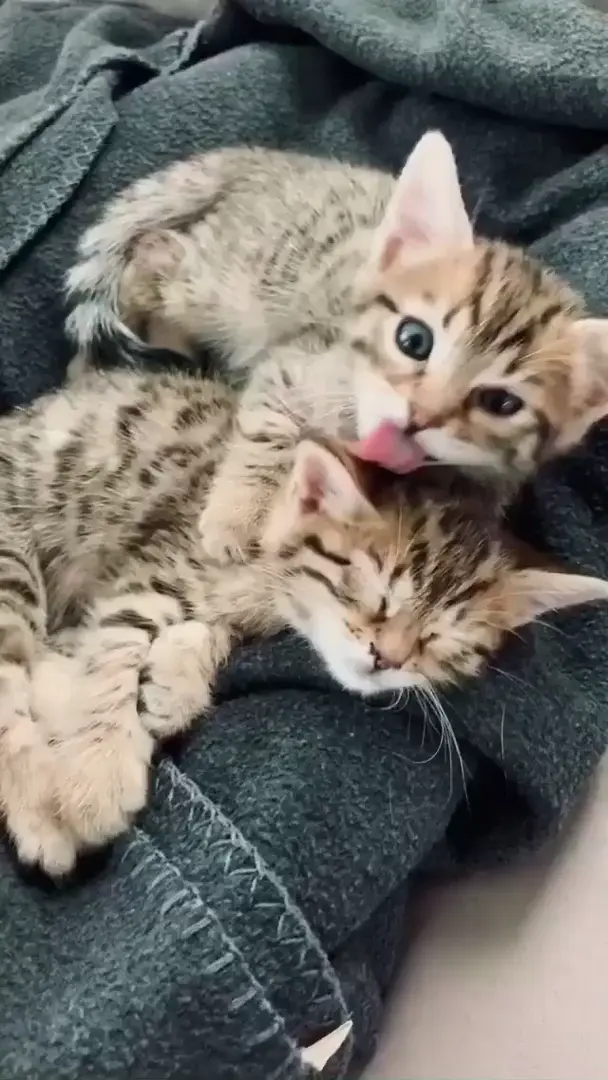 This is why you should have 2 kitties, they are just too adorable