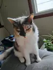 This just in- Cat who doesn't normally blep, bleps on camera! More at 11...