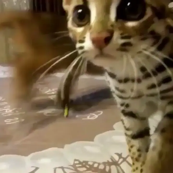 Those ears are amazing 