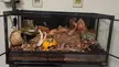 Thoughts about bioactive African fat tailed gecko setup? 36 gallons, still need to setup heat lamp, probes, live plants, and shelves plus a bit more clutter