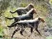 Three baby cheetahs