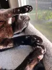 Three paws worth of jelly beans