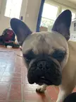 frenchie