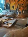 Tiger Shenanigans 