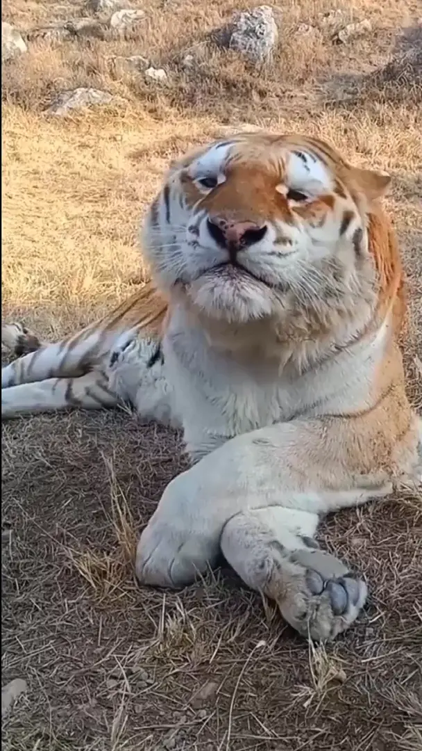 Tiger sneeze