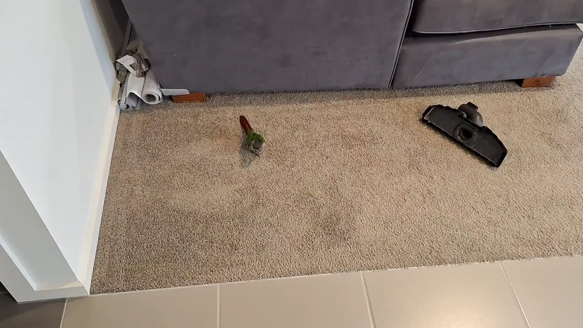 TIL: parrot couch extraction technique 
