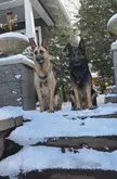 Time flies when your best friends are GSDs 