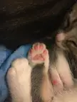 tiny jellybeans