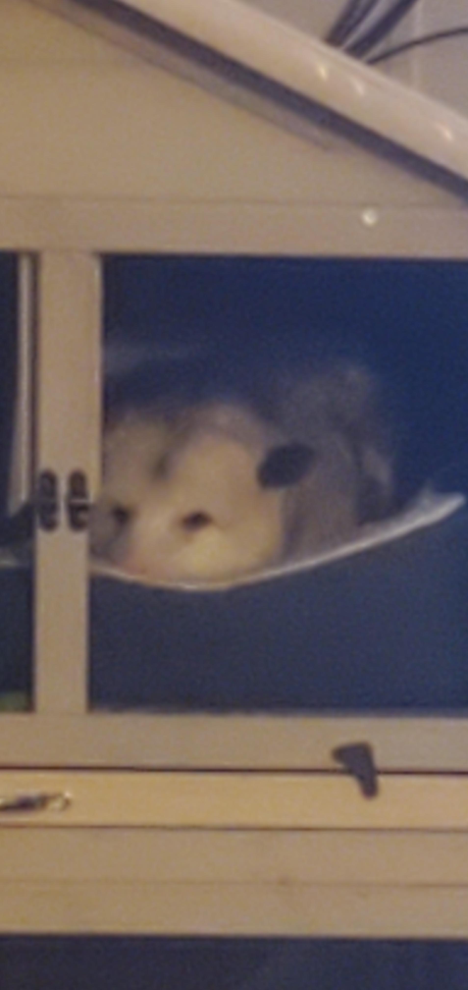 Unconventional Floof
