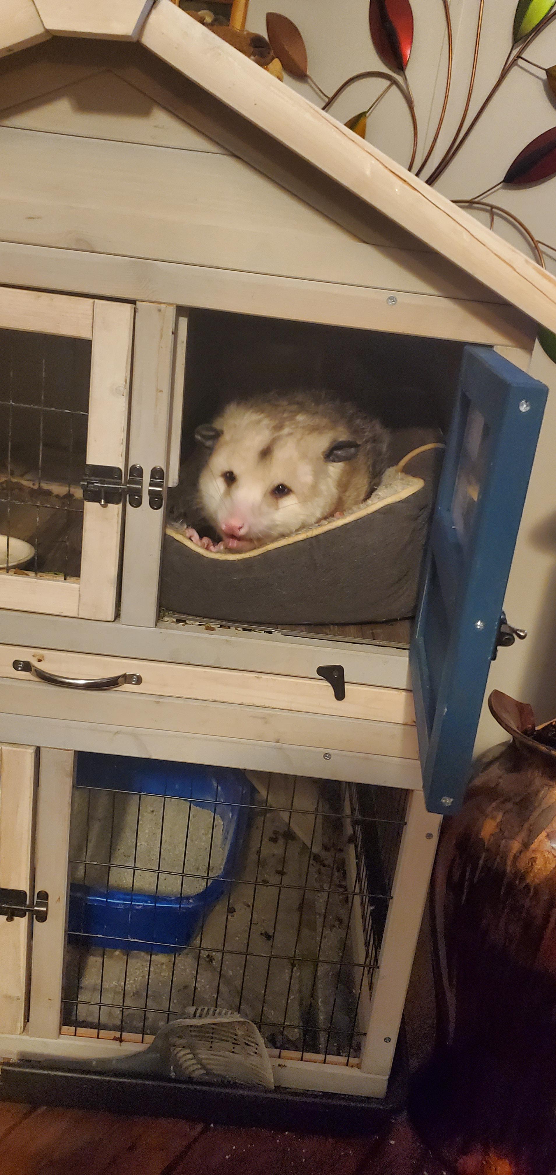 An unconventional floof pet opossum resting on a bed and inside its cage.