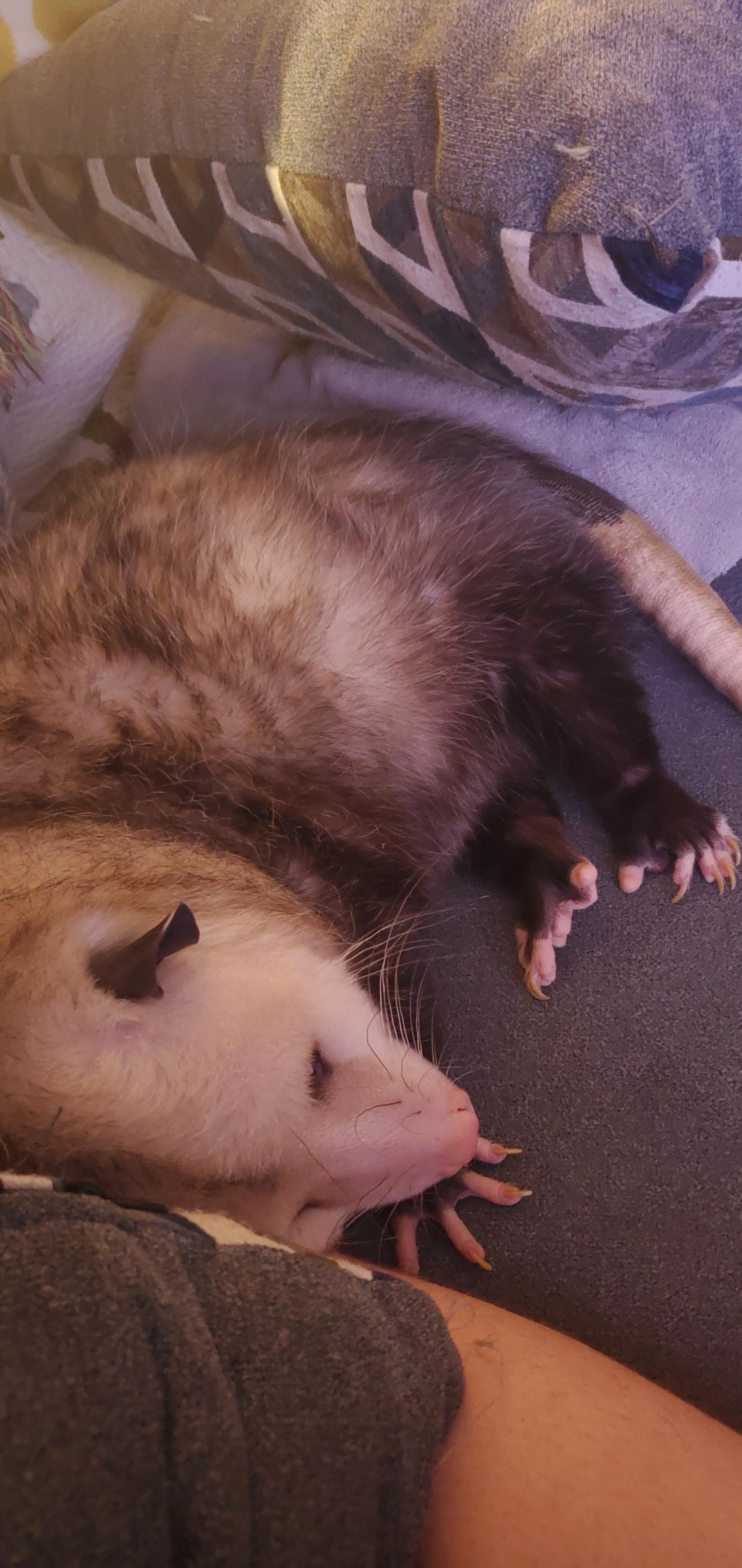 An unconventional floof pet opossum resting on a bed and inside its cage.